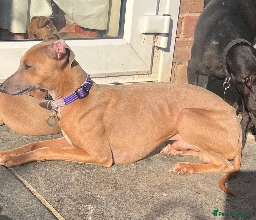 Italian Greyhound dogs for sale: KC reg Italian greyhound  - Advert 3