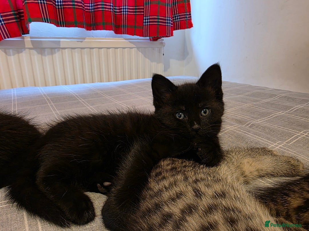 Mixed Breed cats for sale: Ghost tabby - Image 5