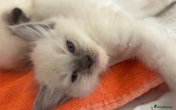 Ragdoll cats for sale: Full Ragdoll Kittens - Both Parents are Pedigree - Image 4