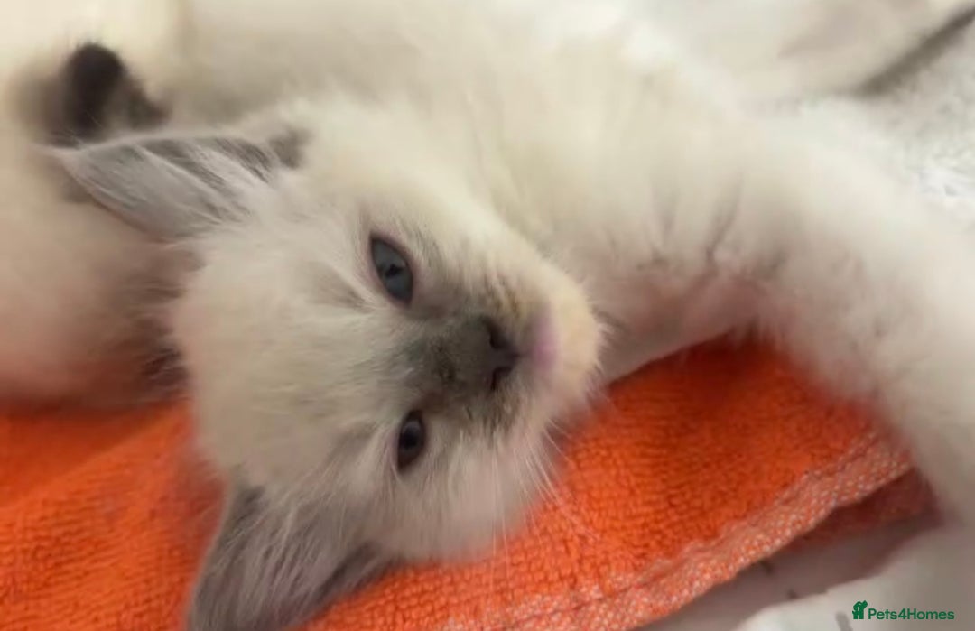 Ragdoll cats for sale: Full Ragdoll Kittens - Both Parents are Pedigree - Image 4