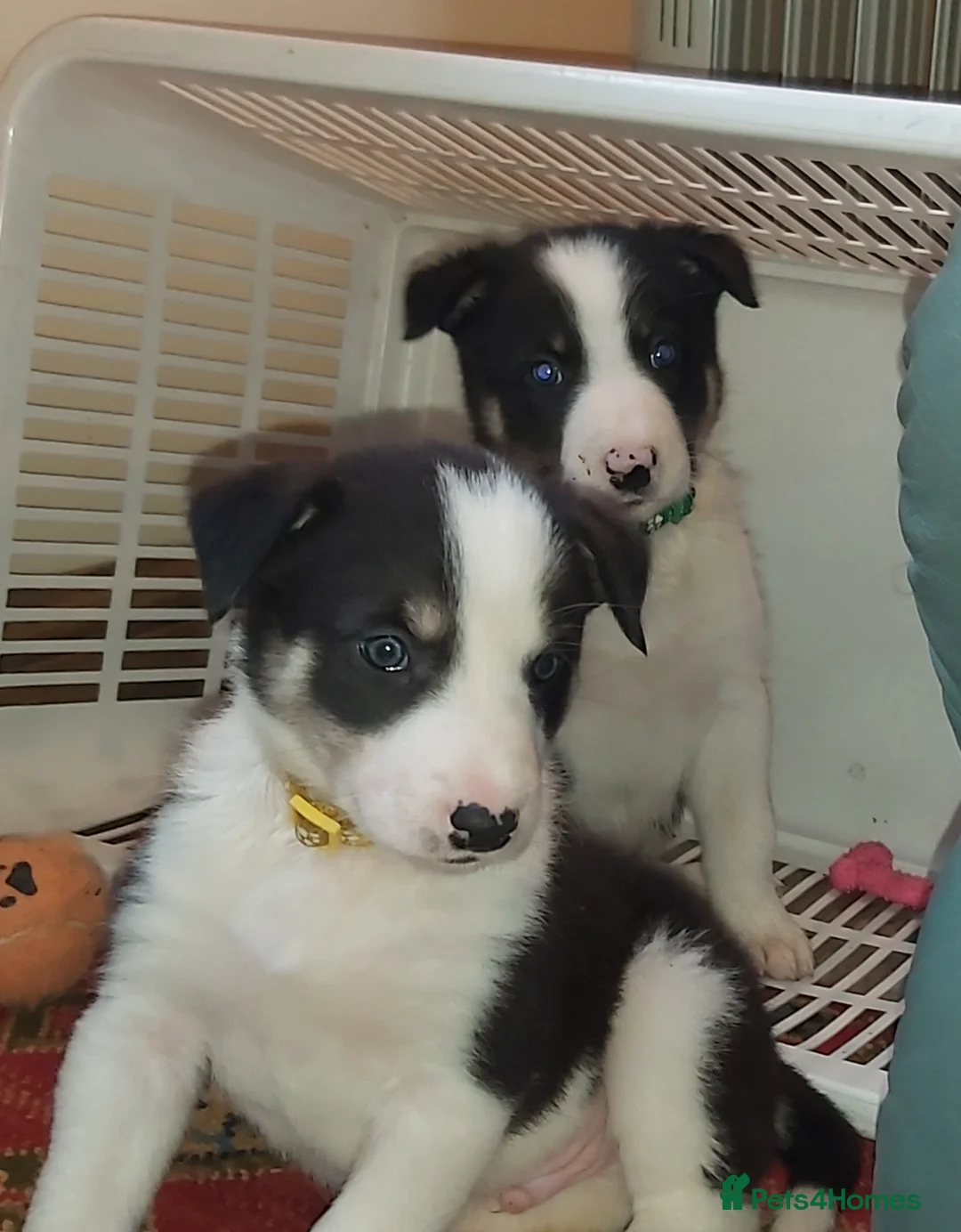 Border Collie dogs for sale: Beautiful Tri Coloured Border Collie Puppies - Advert 5