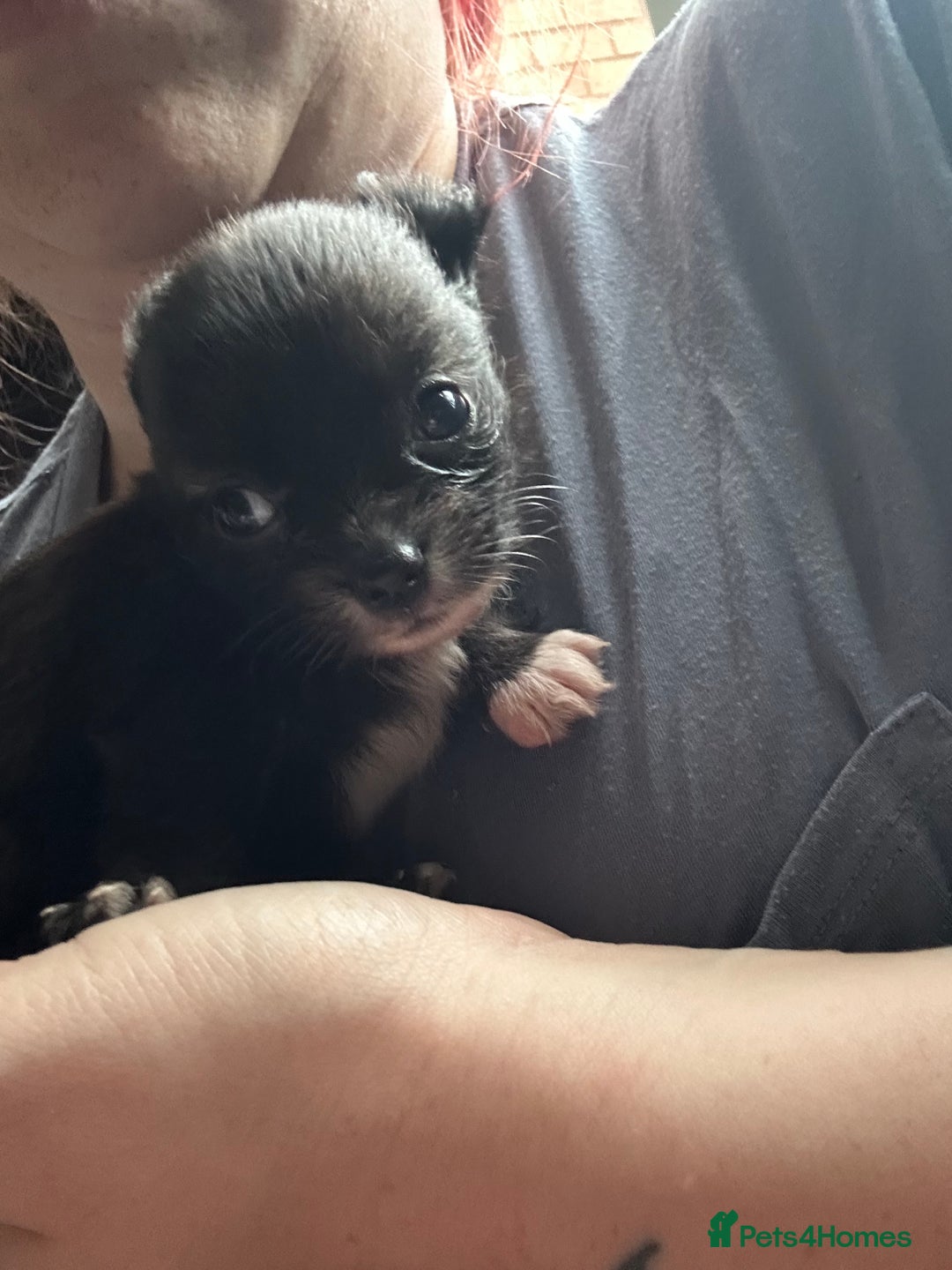 Pomchi dogs for sale: 2 beautiful tiny little Pomchi girls - Image 19