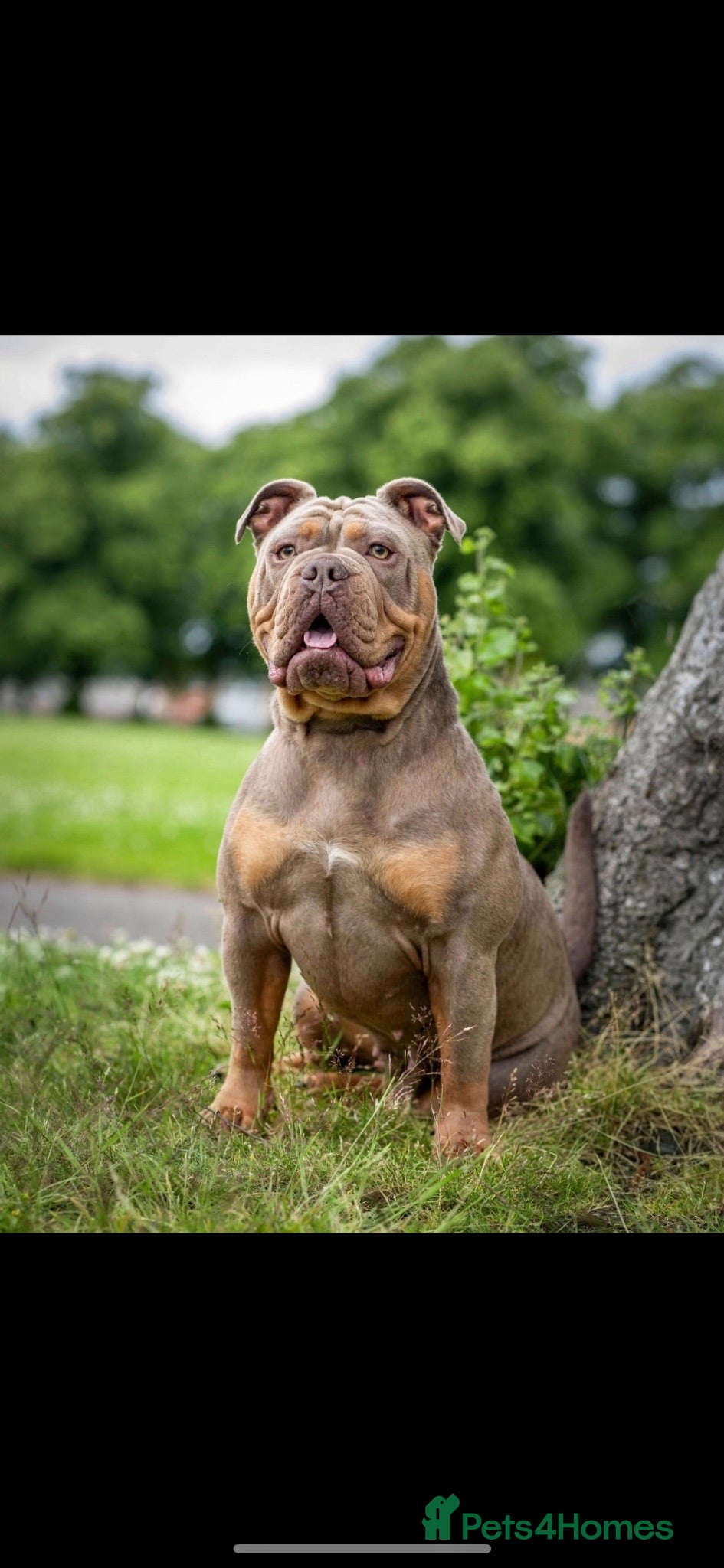 Olde English Bulldogge dogs Olde English Bulldog - Advert 17