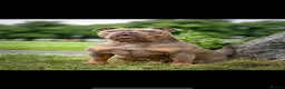 Olde English Bulldogge dogs for sale: Olde English Bulldog - Advert 1