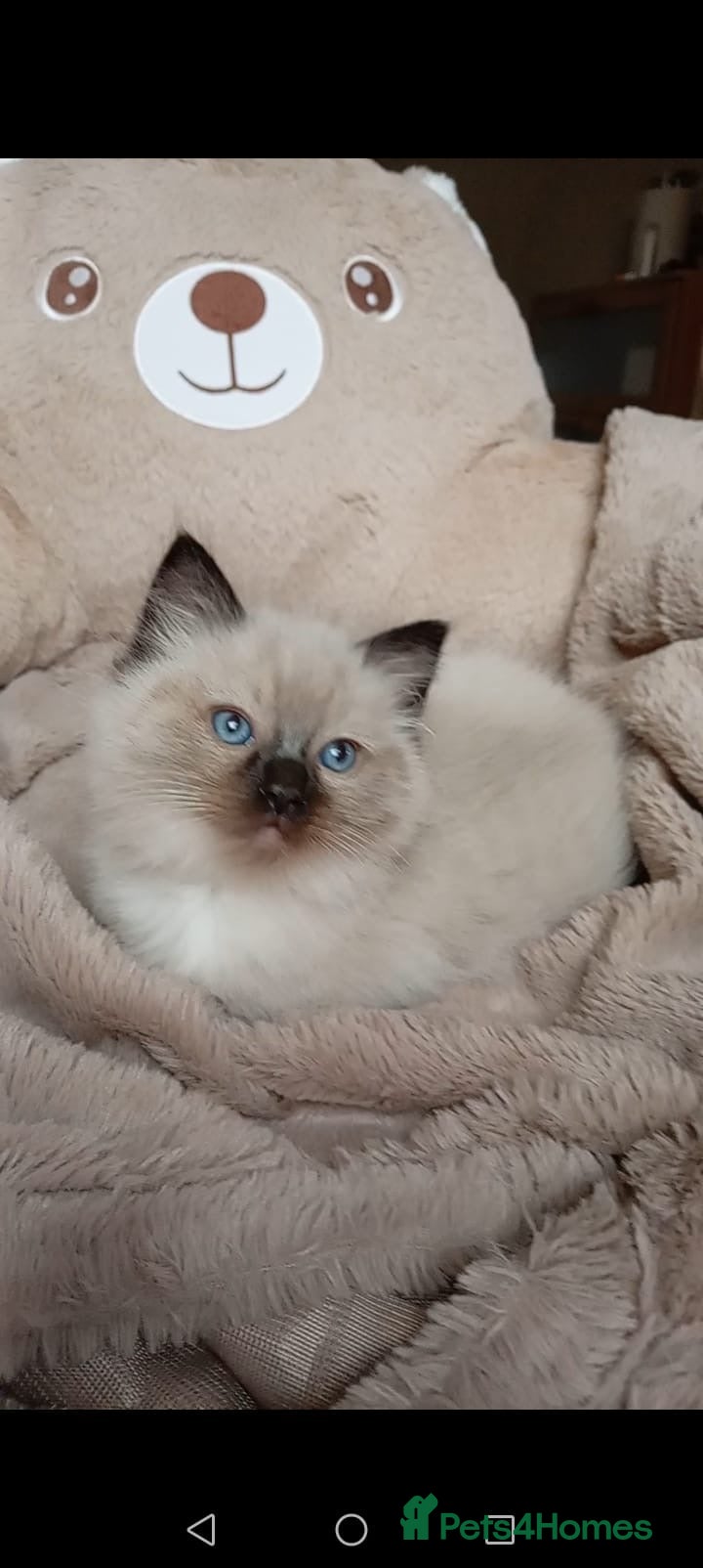 Ragdoll cats Ragdoll kittens (delivery available) - Advert 4