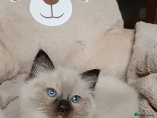 Ragdoll cats Ragdoll kittens (delivery available) - Advert 4