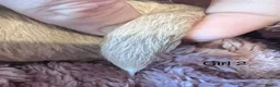 Cockapoo dogs for sale: Gorgeous curly fluffy cockapoo puppies  - Advert 27