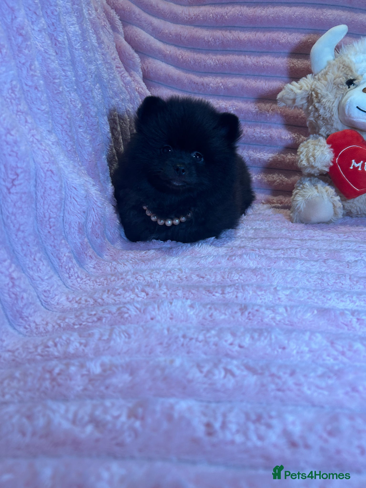 Pomeranian dogs 🩷Last Girl🩷Beautiful Pomeranian Puppies 🩷🐶🩷 - Advert 2