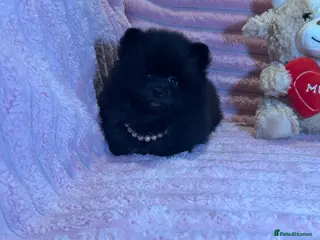 Pomeranian dogs 🩷Last Girl🩷Beautiful Pomeranian Puppies 🩷🐶🩷 - Advert 2