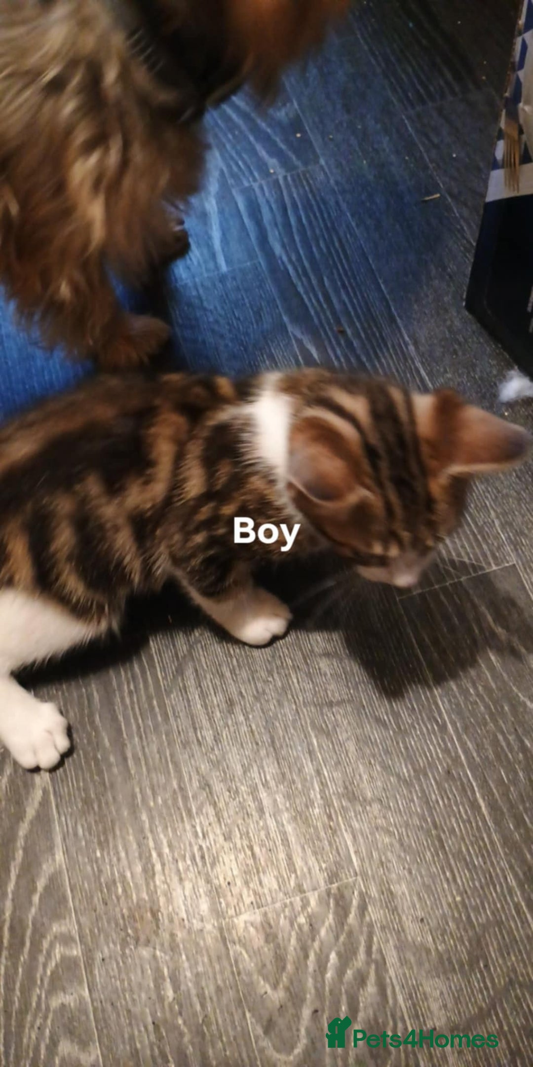Bengal cats for sale: Bengal cross kittens ready now STILL AVAILABLE  in Southampton - Image 5