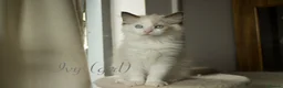 Ragdoll cats for sale: TICA championship Ragdoll Kittens  in London - Advert 14