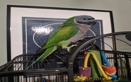 Parrots birds for sale: Bobby the talking Lord Derbyan - Image 1