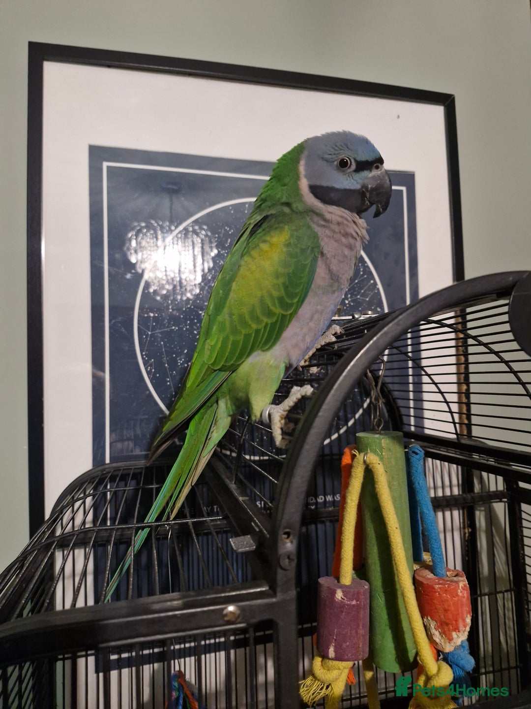 Parrots birds for sale: Bobby the talking Lord Derbyan - Image 1