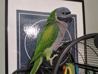 Parrots birds - Advert 1