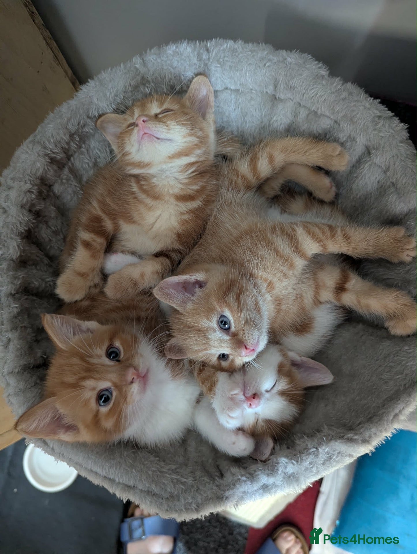 Domestic Shorthair cats 5 Ginger Kittens - Advert 4