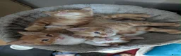 Domestic Shorthair cats for sale: 5 Ginger Kittens - Advert 1