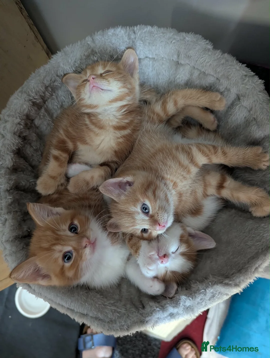 Domestic Shorthair cats for sale: 5 Ginger Kittens - Advert 1