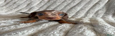 Miniature Dachshund 2