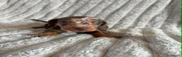 Miniature Dachshund dogs for sale: KC MINIATURE DACHSHUND PUPPIES  - Advert 18
