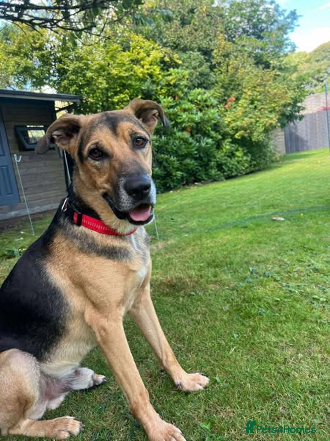Mixed Breed dogs for adoption: Simba is looking for his forever home  - Image 1