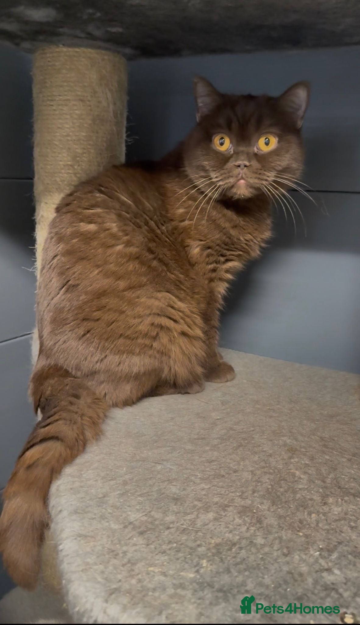 British Shorthair cats Chocolade british female looking New home - Advert 13