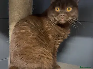 British Shorthair cats Chocolade british female looking New home - Advert 13