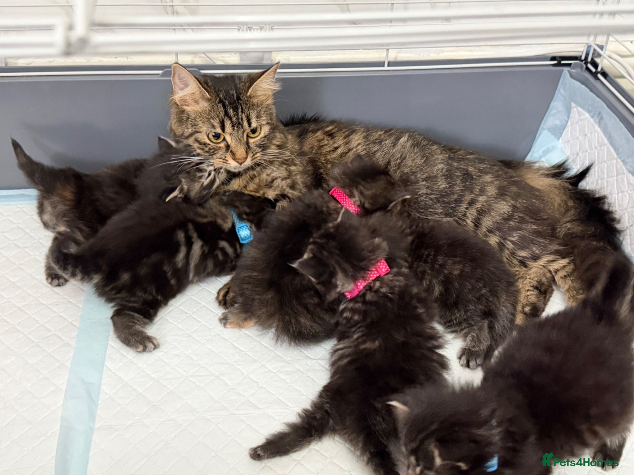 LaPerm cats LaPerm Kittens Ready for Reservation😍 - Advert 2