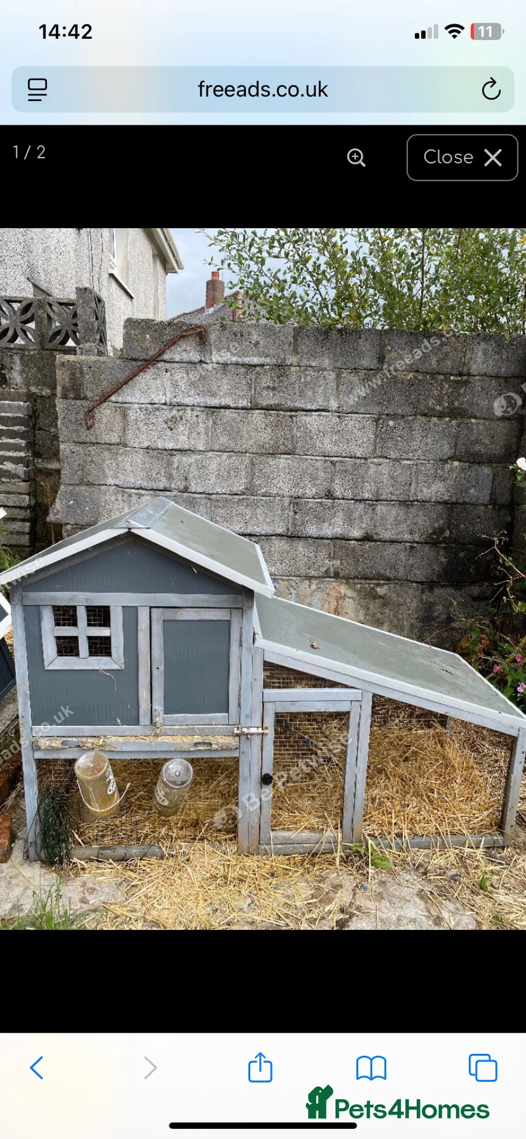Guinea Pig rodents for sale: Two boys for sale  - Advert 2