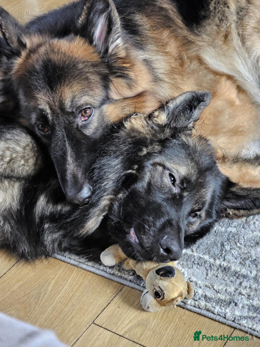 German Shepherd dogs for stud: German Shepherd For Stud - Image 5