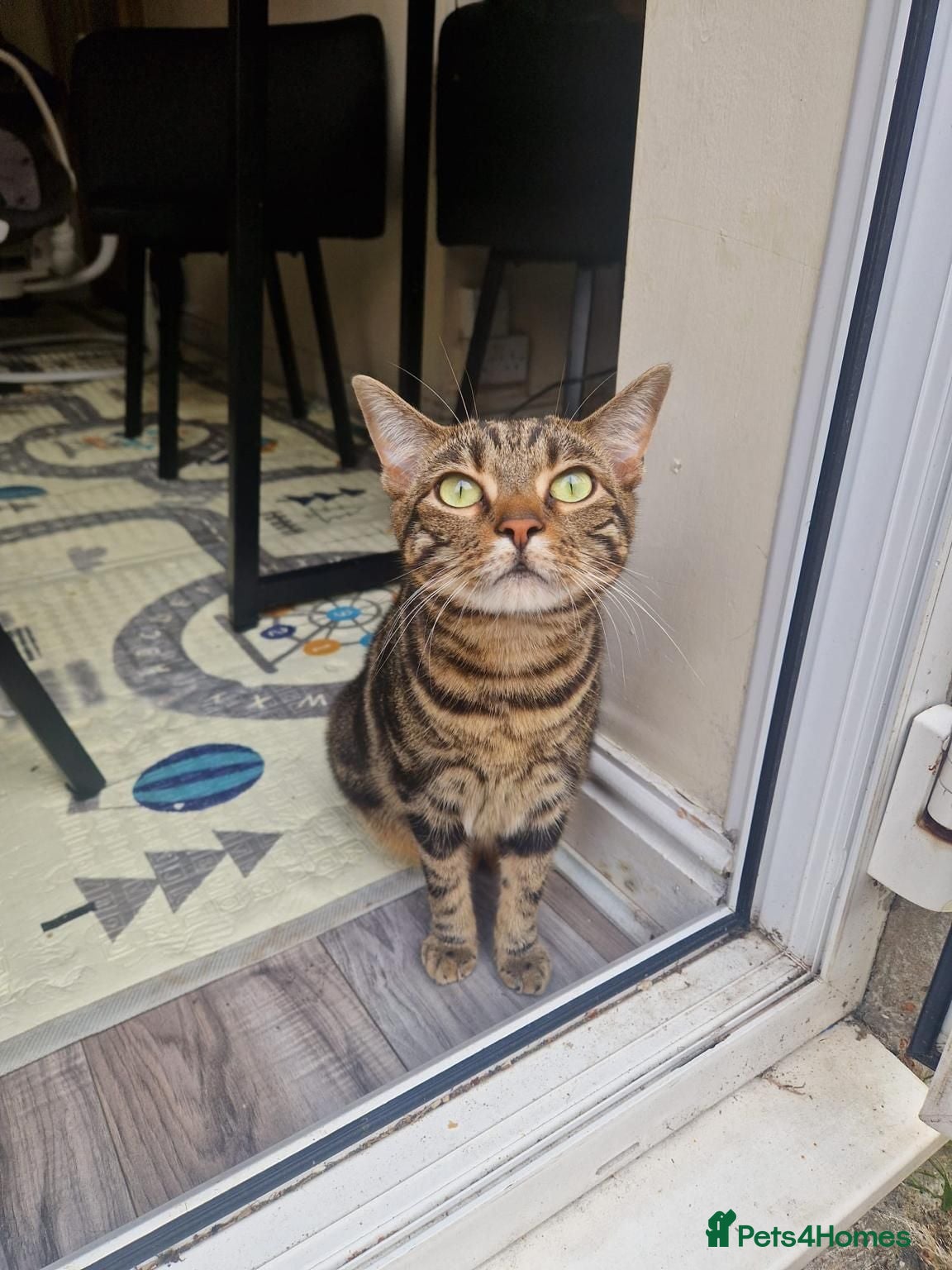 Mixed Breed cats Gorgeous Tabby Male Cat – Loving Home Wanted - Advert 2