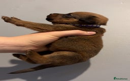 Mixed Breed dogs for sale: Boxwillers - Image 2