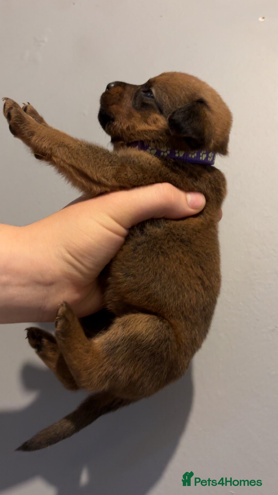 Mixed Breed dogs for sale: Boxwillers - Image 2