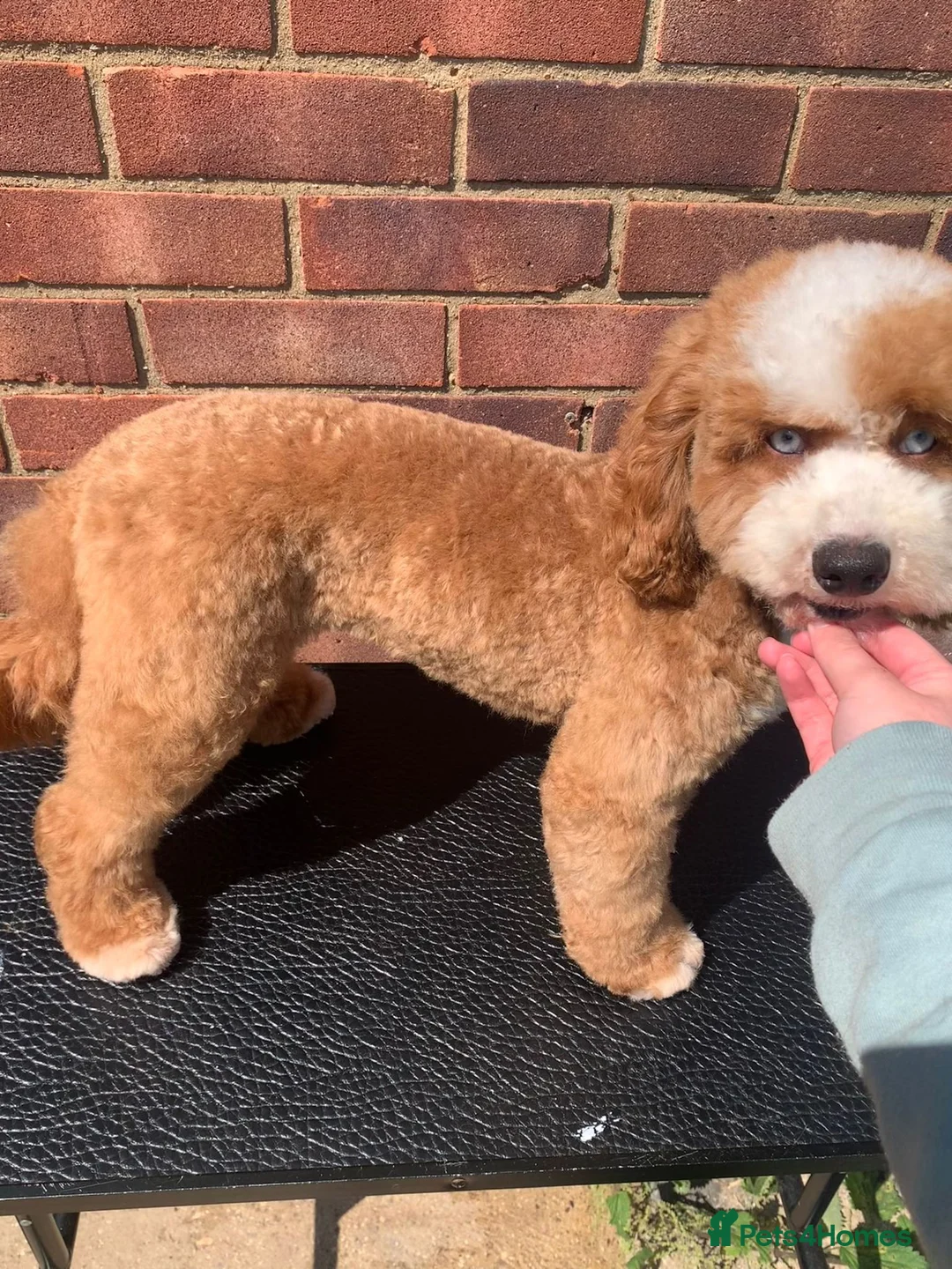 Poodle dogs for stud: Merle black & silver poodle for stud only .  in Lincoln - Advert 30