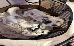 Mixed Breed dogs for sale: Bichon maltez  - Image 4
