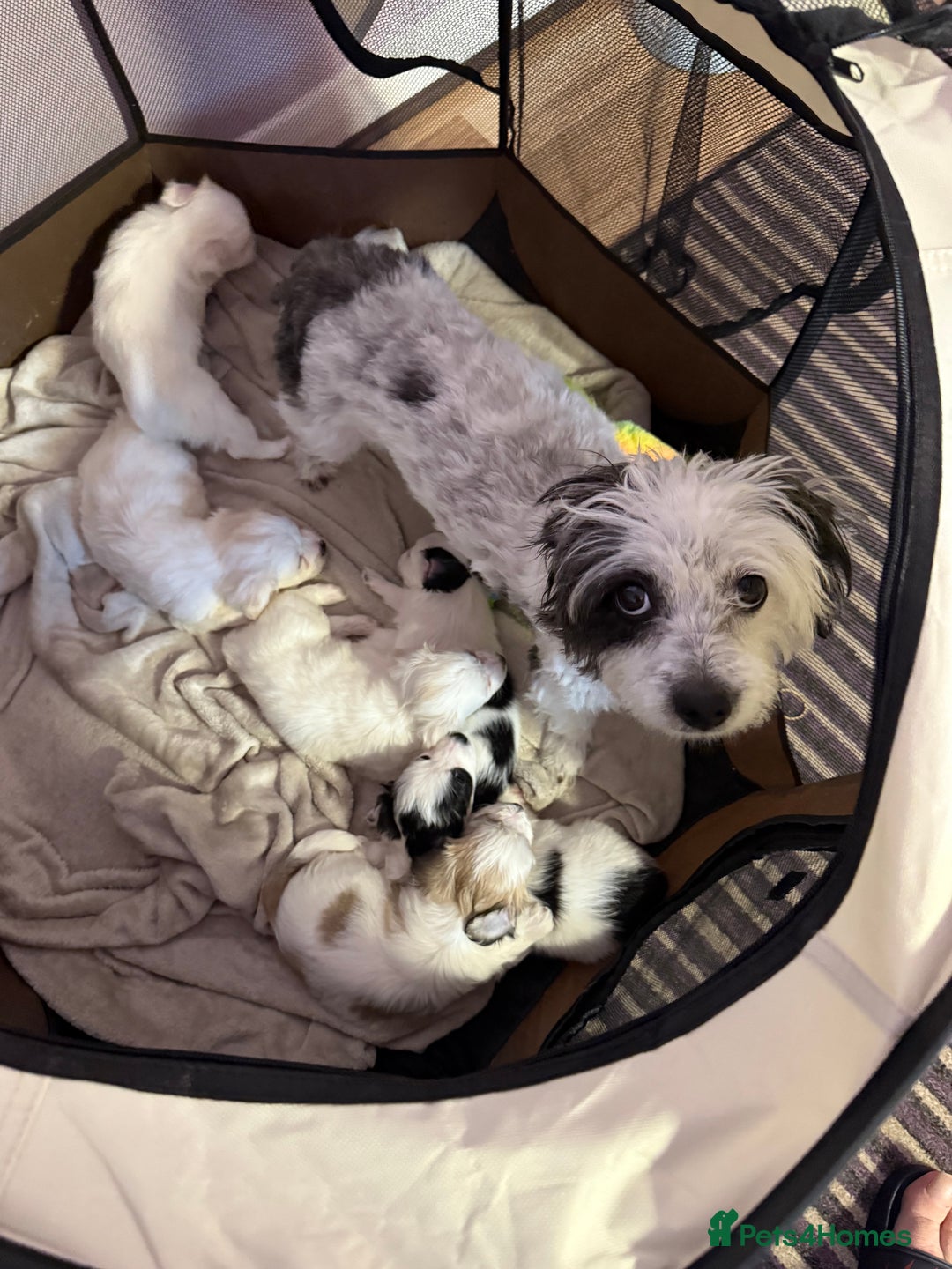 Mixed Breed dogs for sale: Bichon maltez  - Image 4
