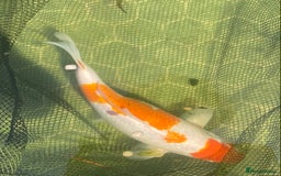 Koi Carp fish for sale: Koi Orange & white - Image 2