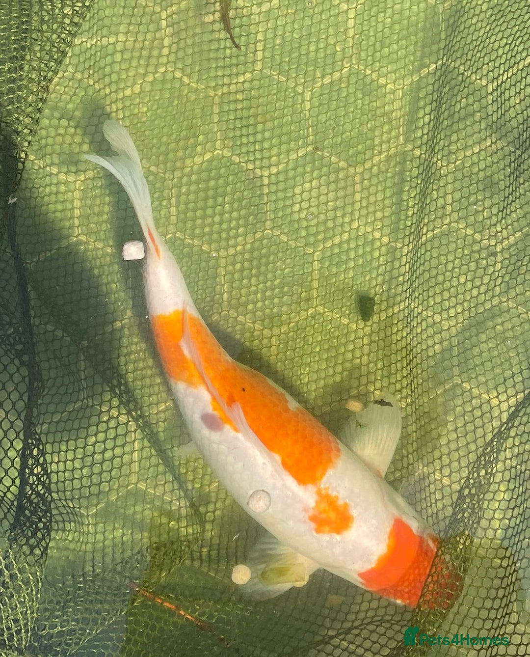 Koi Carp fish for sale: Koi Orange & white - Image 2