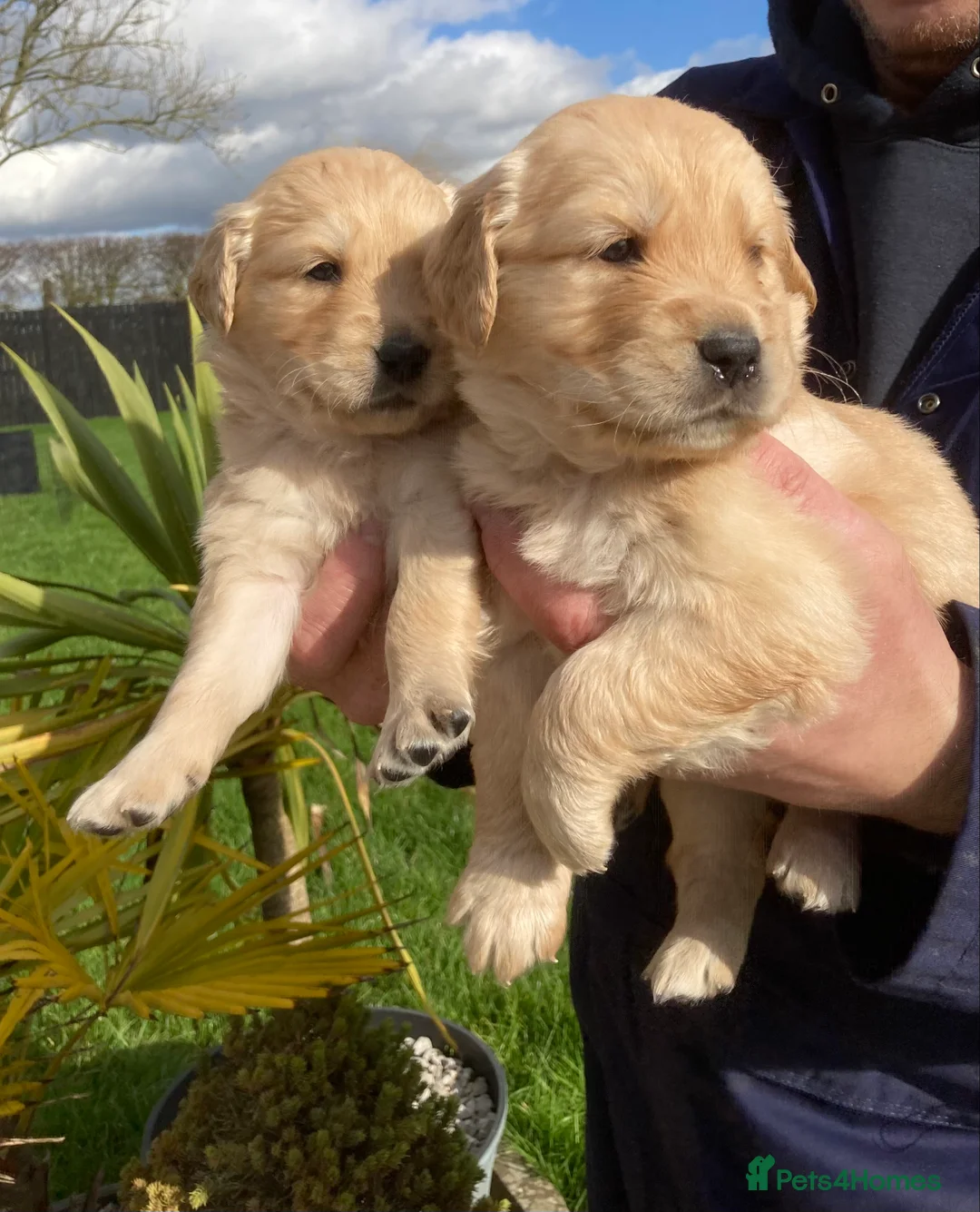 Golden Retriever dogs for sale: Beautiful retriever puppies, KC Reg/Health tested - Advert 3