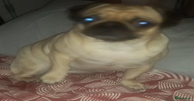 Pug dogs - Advert 9