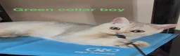 British Shorthair cats for sale: Rare GCCF Gold/Silver Tipped BSH Kittens - Advert 3