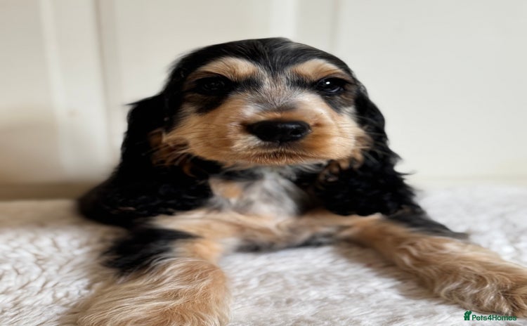 Cocker Spaniel dogs - Advert 9
