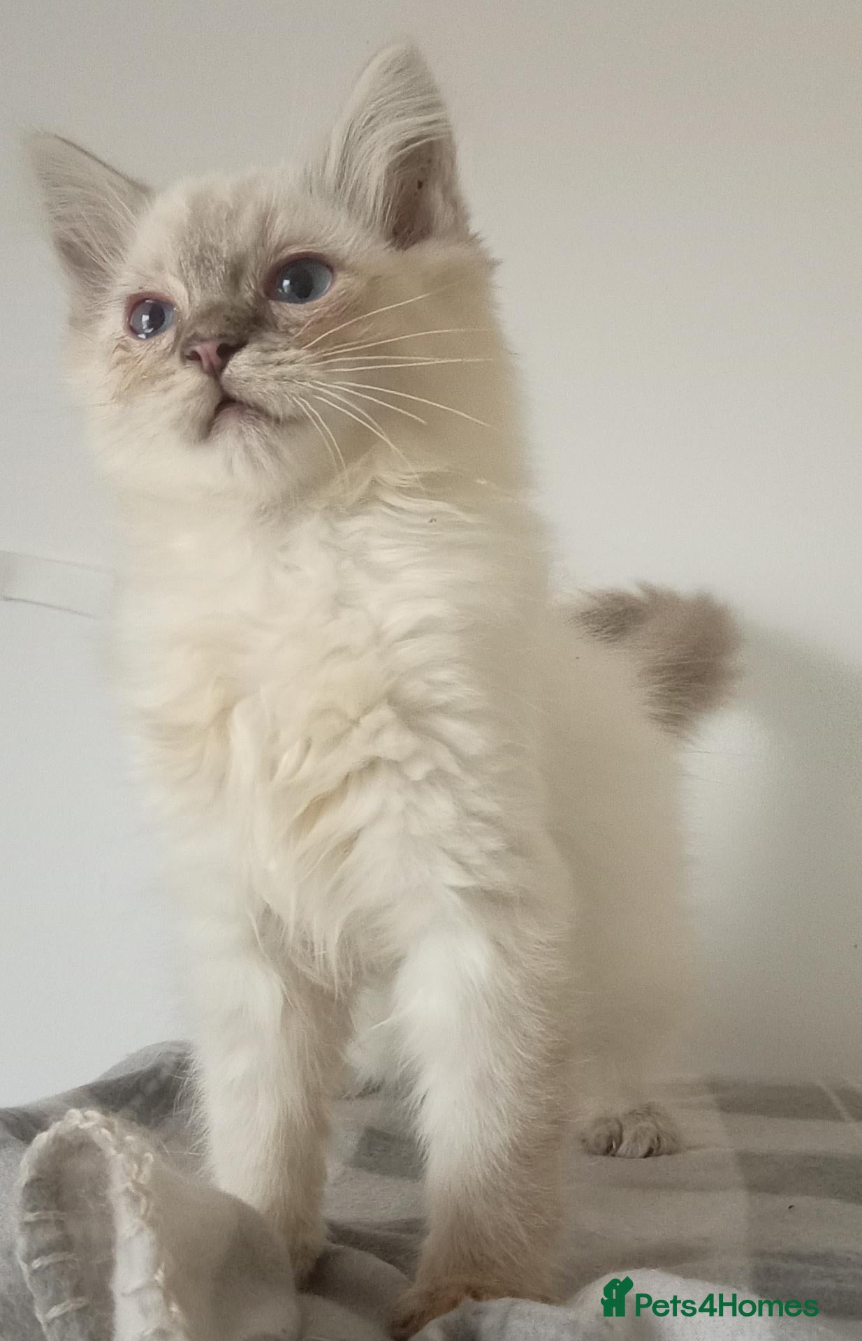 Ragdoll cats for sale: Pedigree Ragdoll kittens ready now  - Advert 2