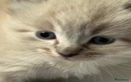 Ragdoll cats for sale: Lynx Seal Point and Seal Ragdoll Kittens - Image 6