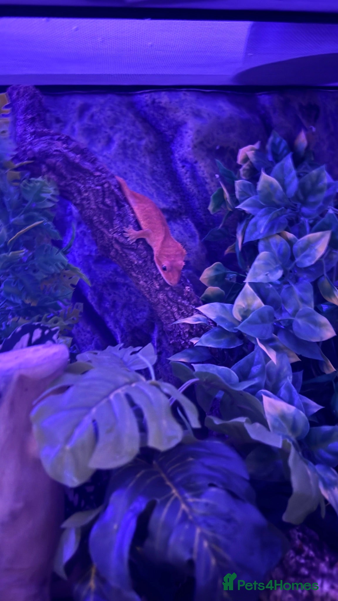 Gecko reptiles Phantom Orange Crested Gecko + setup - Advert 1