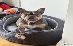 French Bulldog dogs for sale: French Bull dog Alfie  - Image 2
