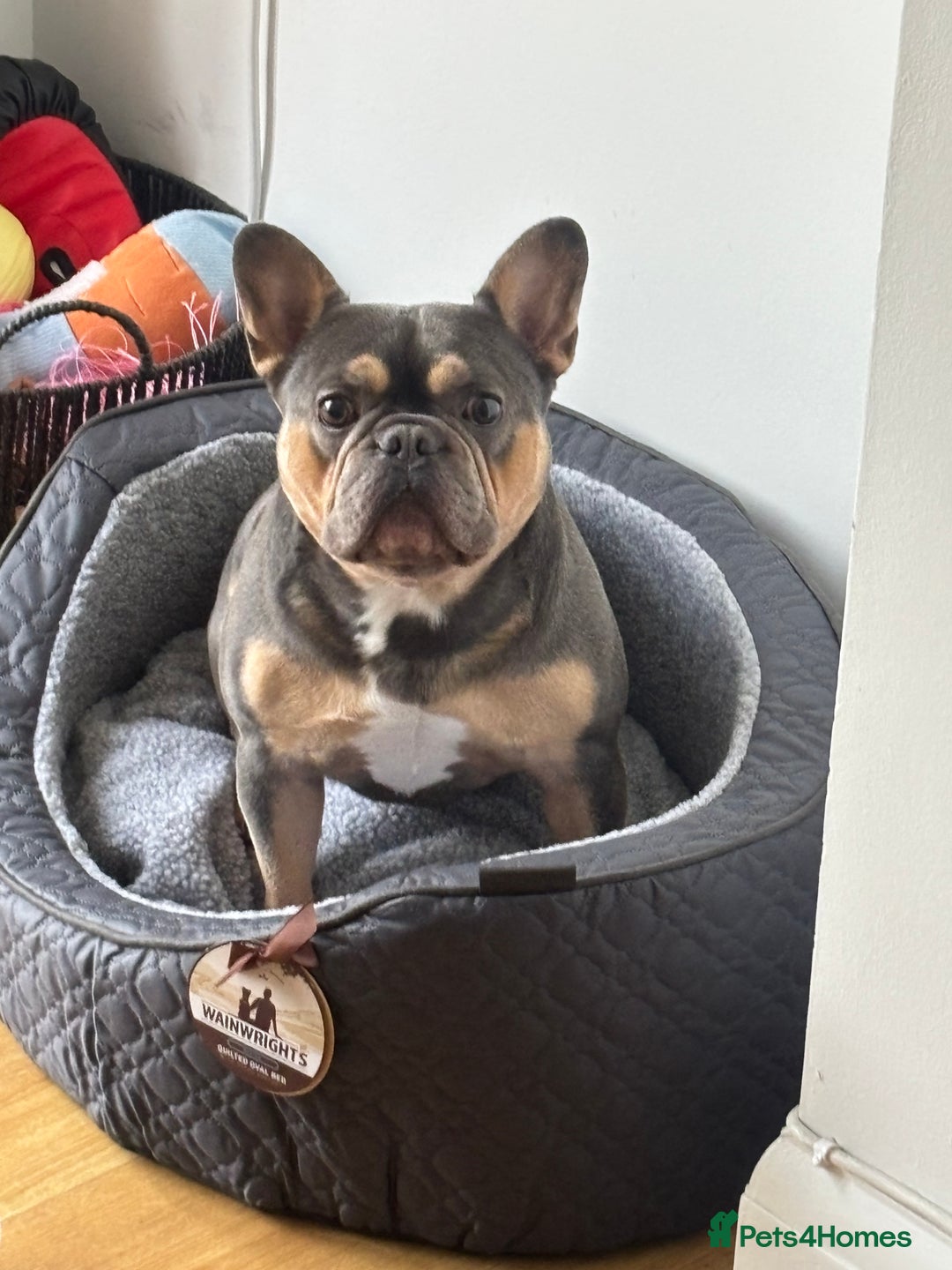 French Bulldog dogs for sale: French Bull dog Alfie  - Image 2