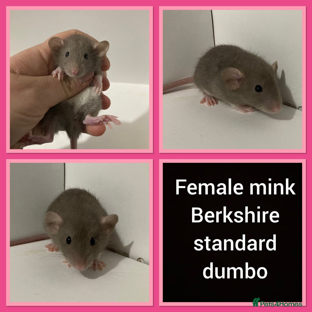 Rat rodents for sale: Adorable dumbo baby rates for sale ♥️ - Advert 11