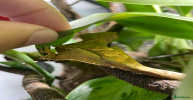 Gecko reptiles - Advert 11