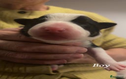 Border Collie dogs for sale: Border collie pups - Image 2