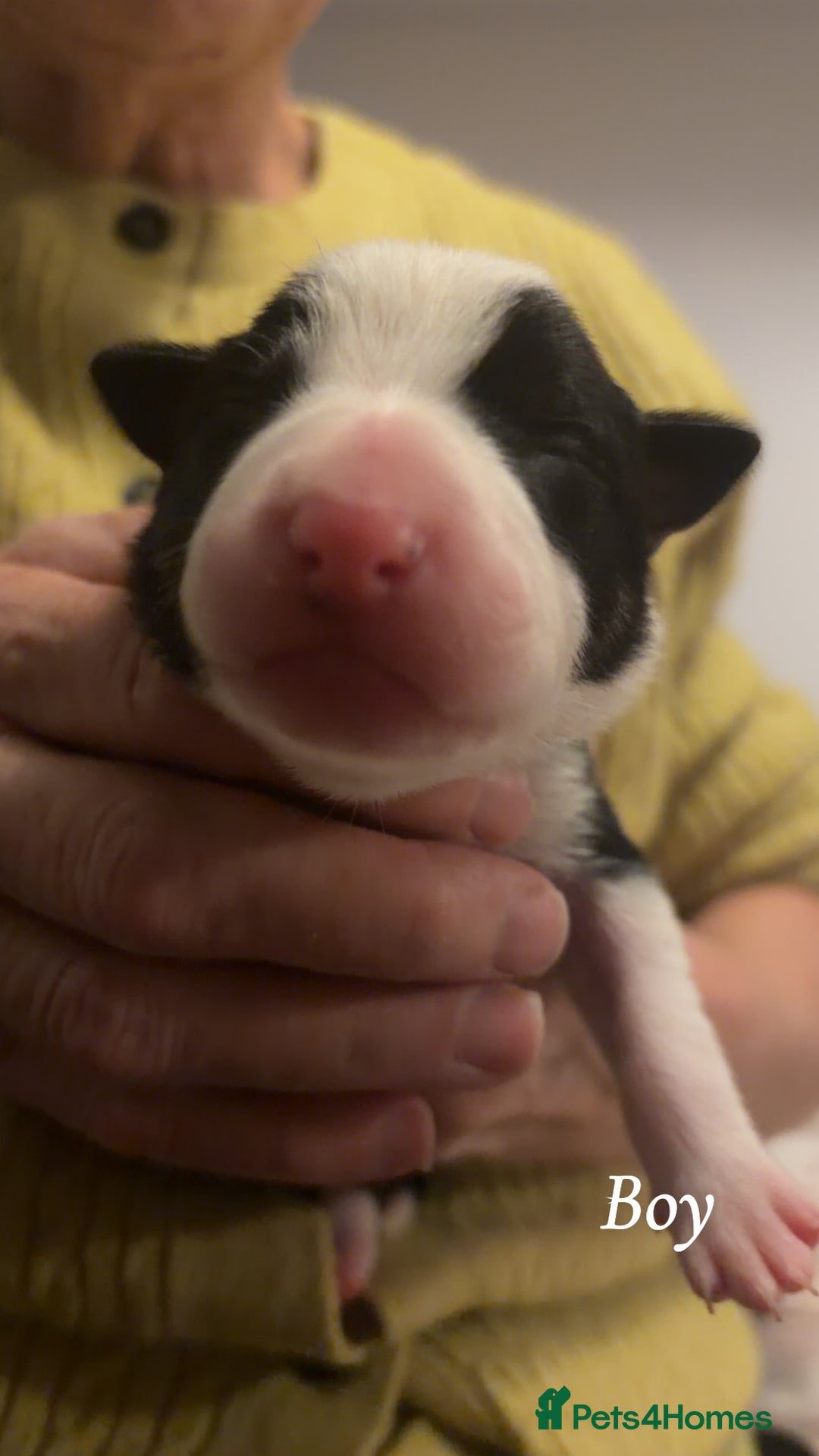 Border Collie dogs for sale: Border collie pups - Image 2